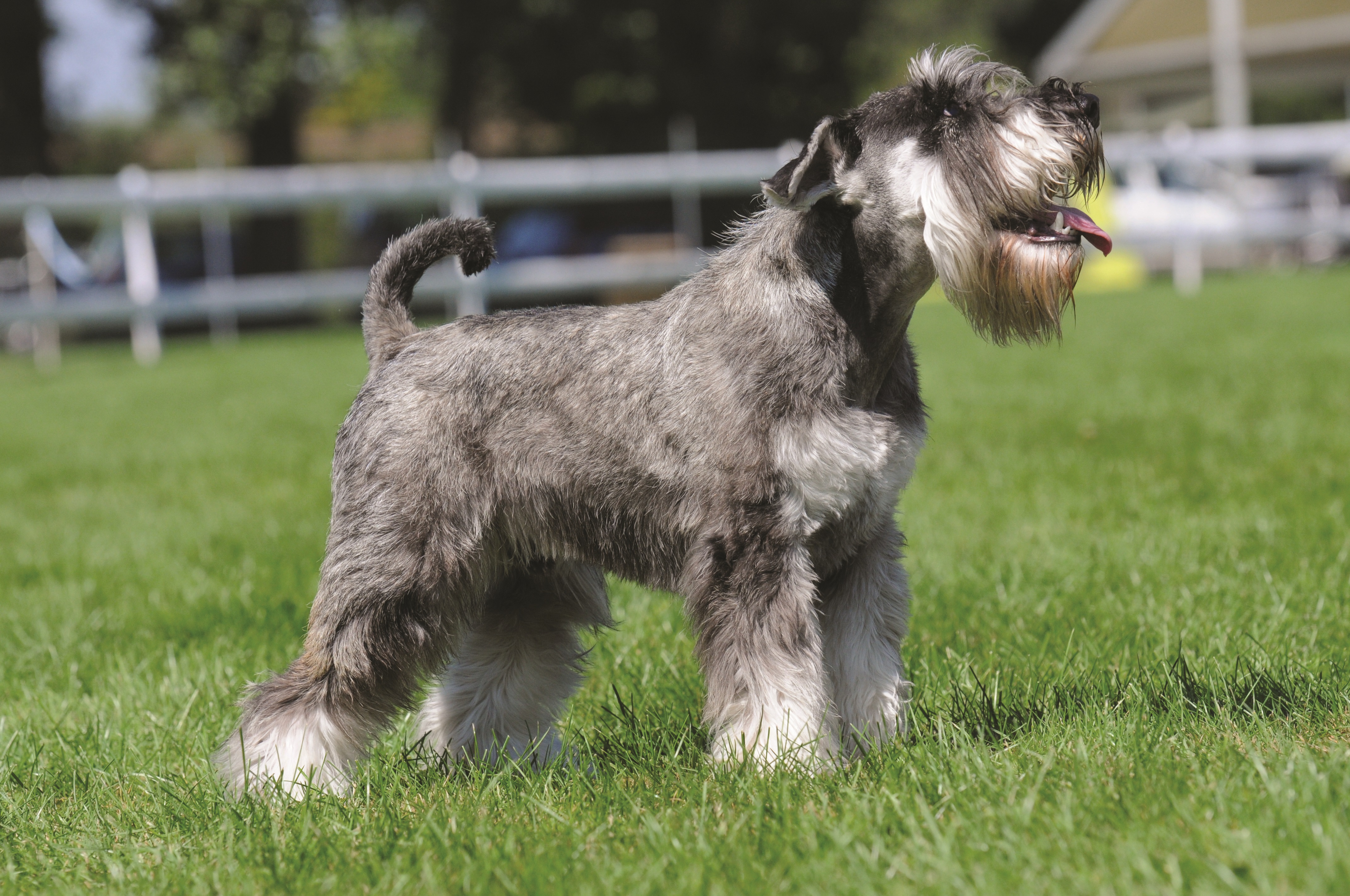 Salt and store pepper standard schnauzer